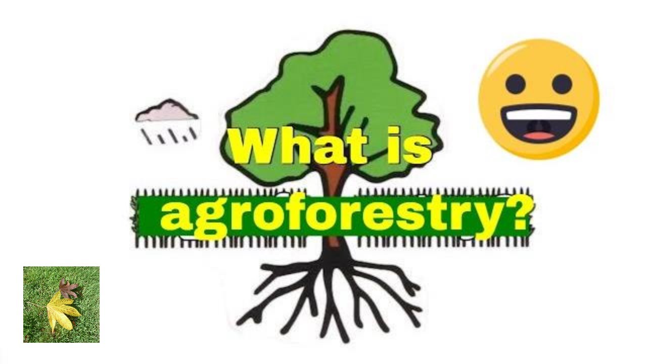 What is #Agroforestry ? - YouTube