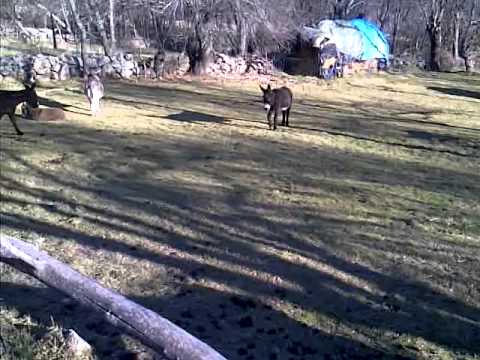 Marcianos de Navarredondilla pillados infraganti.