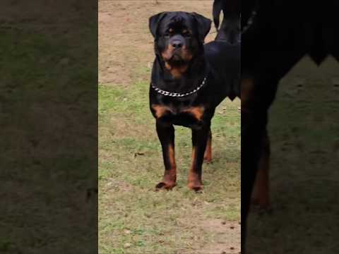 Rottweiler puppy in cute 🐶 and Rottweiler dog 🐕 in popular dog breeds in the world #rottweiler #dog