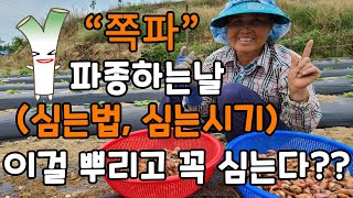 쪽파심는시기 방법 굵게하는법 이걸꼭 뿌리고 심으셔야합니다 - Scallions planting