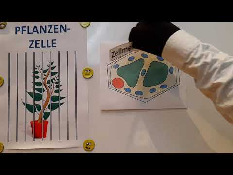 Die Pflanzenzelle (Gut gelernt mit Bernd)
