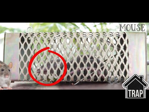 CAGE MOUSE TRAP - How to Set | Live Capture Mouse Trap