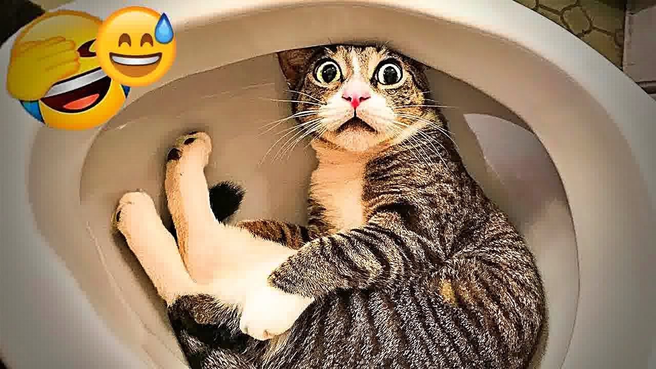 You Laugh You Lose😽🐶Funniest Dogs and Cats 2024😽🐶
