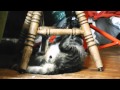 Washing Machine Cat