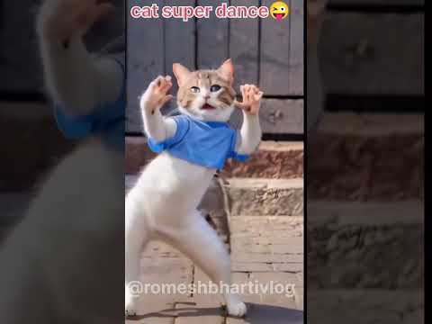 Cat funny super video dance #cat #funny #super #shorts #short #funnyshorts #viralshort