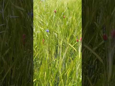 Wintergerste mit Untersaat ohne Herbizid für GPS