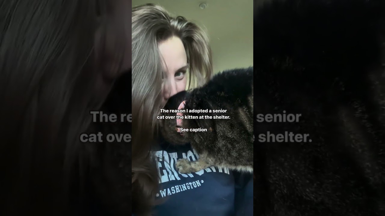 10 Heartfelt Reasons to Adopt a Senior Cat Today!