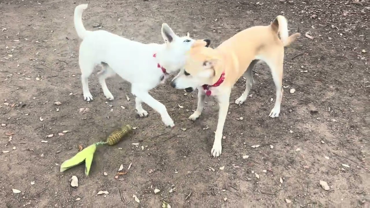 Enlarge Ruffy, an adopted mixed breed in San Antonio, TX video 6/6