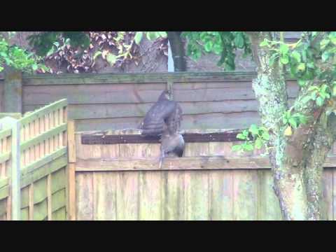 SparrowHawk in Garden - Chichester