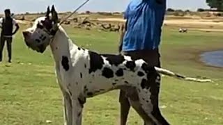 Import Bloodline Great Dane Puppies for Sale (India). Harle Male & Female Pups and Black Coat Danes