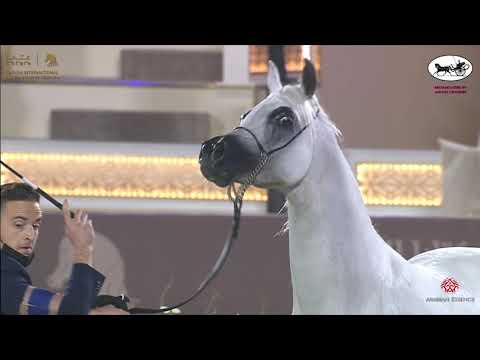 N 239 LAMMAH AL NAIF   Katara International Arabian Horse Festival   Stallions 7 10 Years Old Class