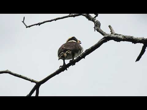 Laughing Falcon Herpetotheres cachinnans Halcón Reidor