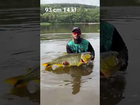 Lindo dourado em porto Amazonas parana