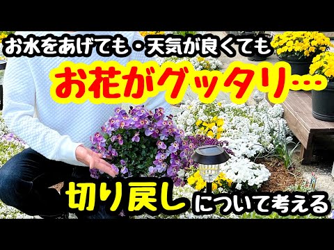 ビオラ (植物属)について詳しく解説