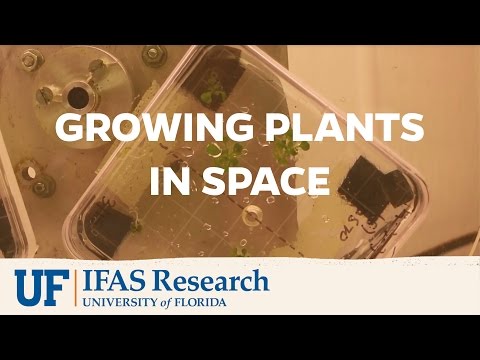 UF/IFAS Research | Growing Plants in Space