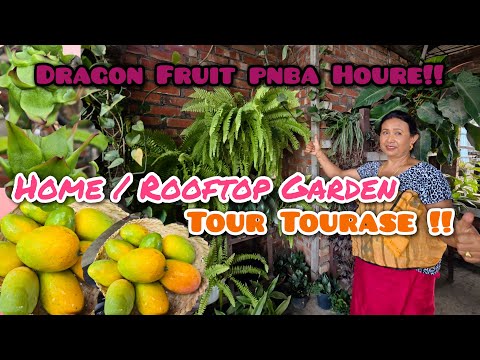 HOME/ROOFTOP GARDEN TOUR !! DRAGON FRUIT CHARONG PANBA HOURE