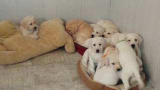 Finding the perfect spot for a nap