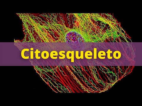 Cytoskeleton - Human Physiology