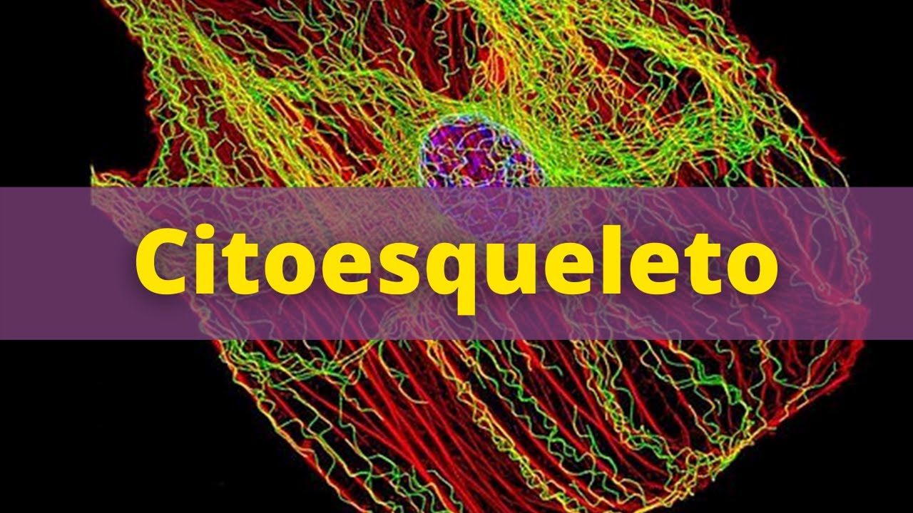 Citoesqueleto - Fisiologia Humana