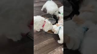 Maltipoo Puppies Videos