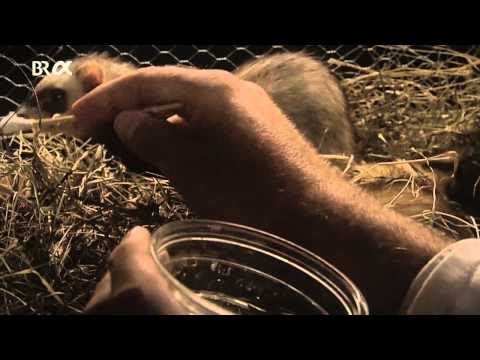 Die Geschichte der Seuchen