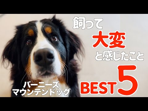 アイディまたはアトラス マウンテン ドッグ