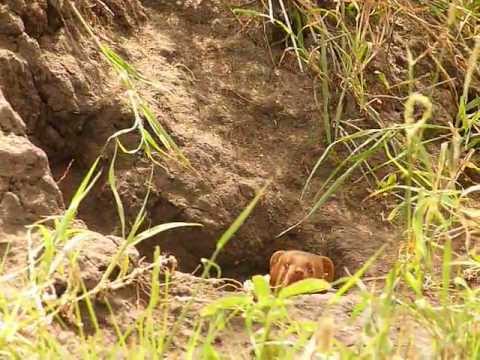 Dwarf mongoose den