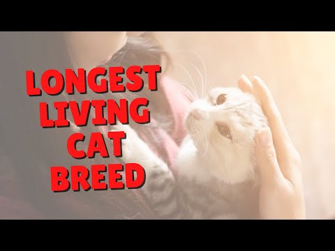 What Cat Breed Lives Longest? | Two Crazy Cat Ladies