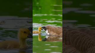 geese in water #viral #shorts #ytshorts #youtube #