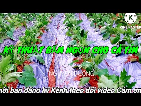 , title : 'KỸ THUẬT BẤM NGỌN ĐỂ CÀ TÍM CHO NĂNG SUẤT CAO. Technique of pressing the tops for eggplant plants'