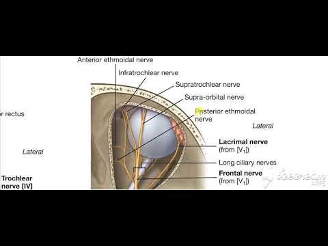 Ophthalmic nerve in orbit 3