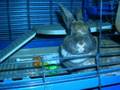 RIP Buggsy The Best Thing Ever To Happen To Me