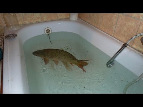 Nightcore → le fishe