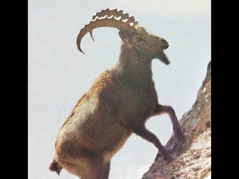 SAHABET SI  EBU BEKRI DHE  OMERI, E LAN  VET PROFETIN NE LUFTË KUNDER  MUSHRIKËVE