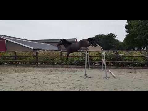 "Sold" 3.5 years old Dominator Z x Floris Tn gelding