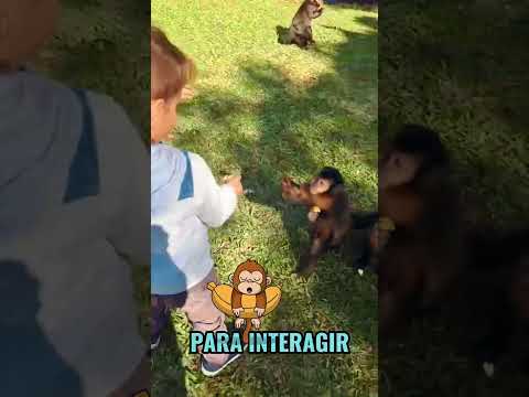 PARQUE ECOLOGICO MARACAJA SC #santacatarina #MARACAJAPARQUE #monkey #kids #family #pets #macacos