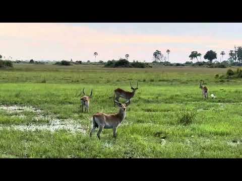 Leaping Lechwe