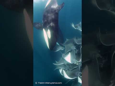スペイン沖で謎のシャチ襲撃:研究者たちは原因に頭を悩ませている