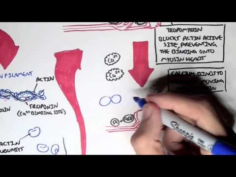 Myology - Skeletal Muscle (Sarcomere, Myosin and Actin)