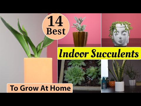 , title : '14 Best Indoor Succulents To Grow At Home'