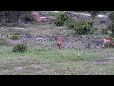 Djuma: Young Impala males - 14:29 - 11/27/2022
