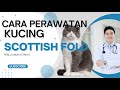 Cara Perawatan Kucing Scotish Fold Kucing