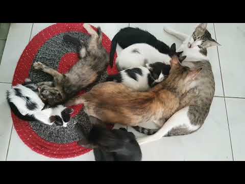 An adult kitten drink milk from another mother cat