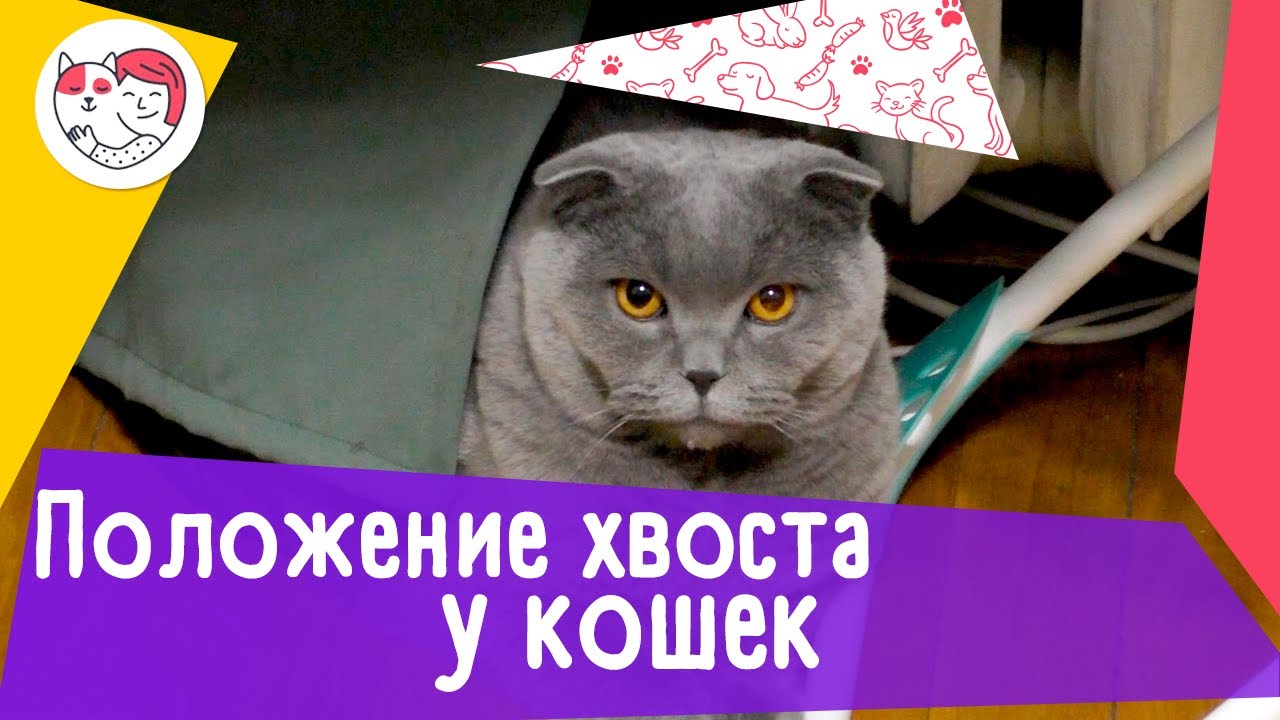 6 положений хвоста кошки, как показатели ее настроения