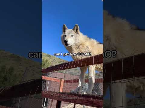 Wolf：Wild and hilarious😎😂#funnyanimals#animallovers#wildlife#foryoupage#shorts