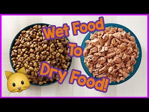 Wet Food to Dry Food for Cats - Can cats only eat dry food?