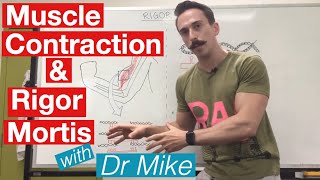 Rigor Mortis and Muscle Contraction | Muscular System