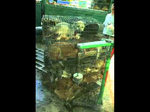 Battlebozz feat Oversize - Übertalentiert