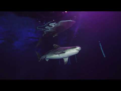 Tiger Shark