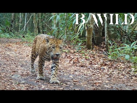 Guatemala Wildlife - Animales Salvajes de Guatemala - Peten